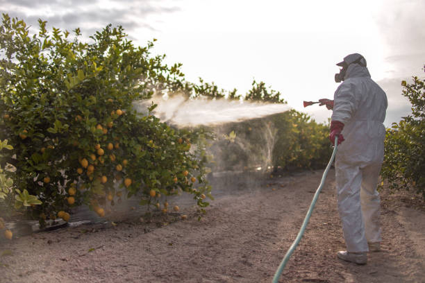 Best Affordable Pest Control Services  in Springboro, OH