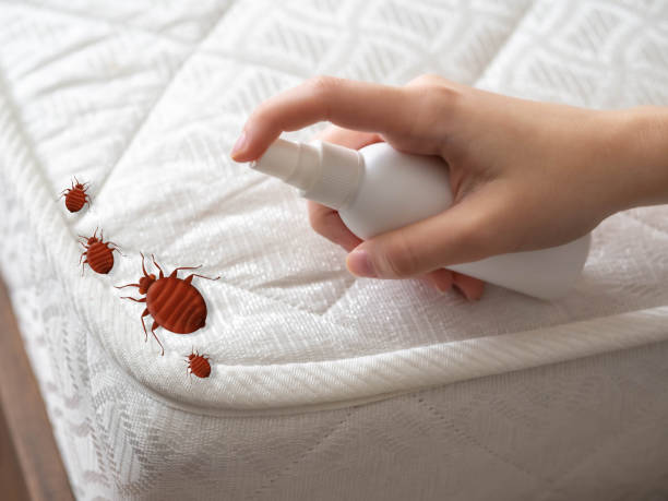 Best Ant Control Services  in Springboro, OH