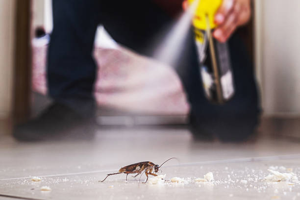 Best Pest Removal Services  in Springboro, OH