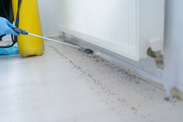 Best Local Pest Control Services  in Springboro, OH